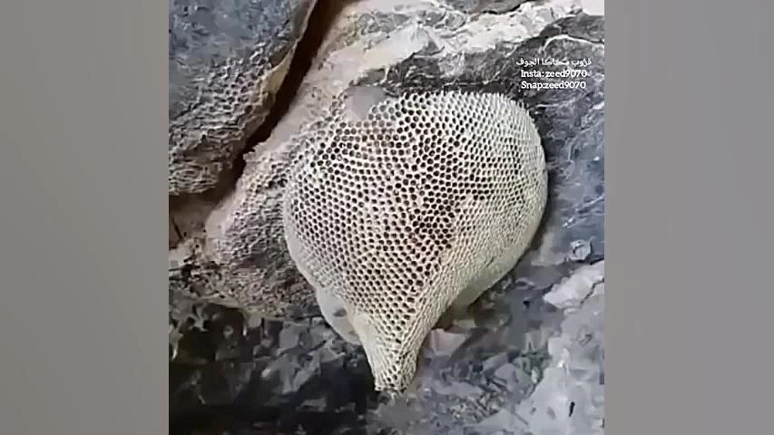 جستجوی عسل جان آقای بستکی را گرفت