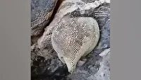 جستجوی عسل جان آقای بستکی را گرفت