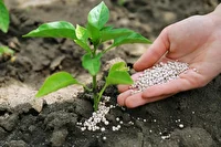 آغاز طرح مدیریت بهینه مصرف کود در خراسان رضوی